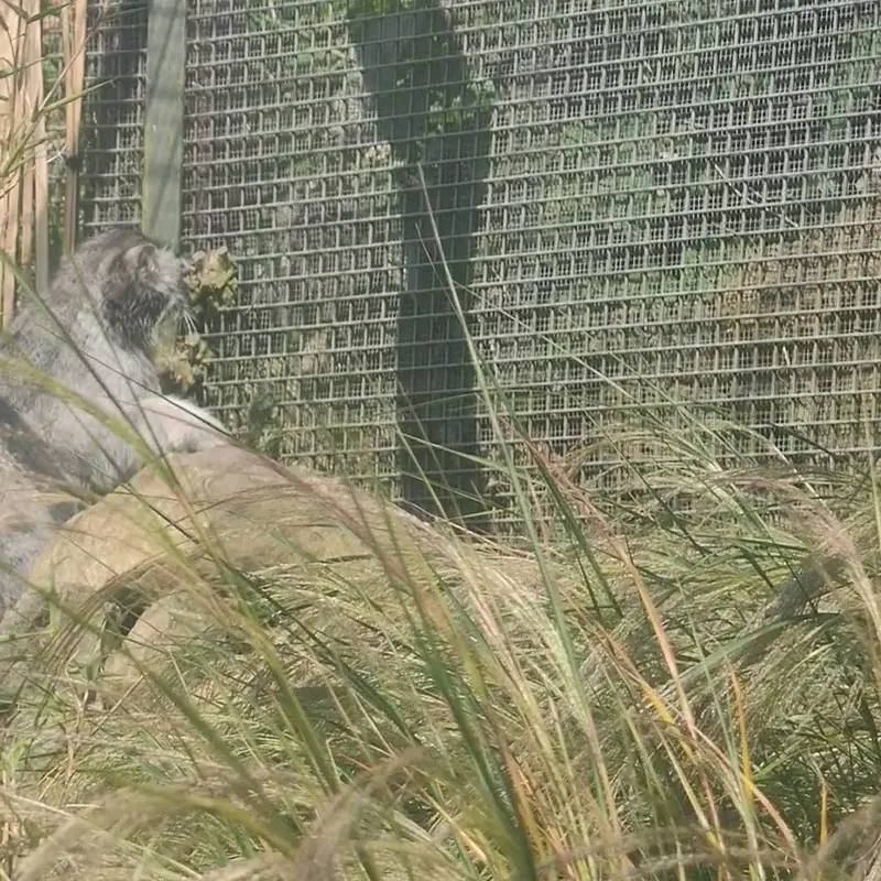 エディンバラ動物園のマヌルネコの写真