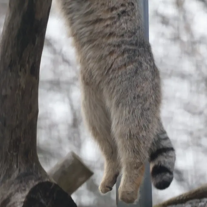 コルケアサーリ動物園のアルカスの写真