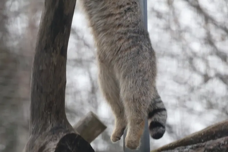 コルケアサーリ動物園のアルカスの写真