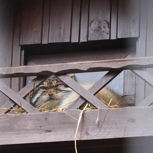 イジェフスク動物園（ウドムルト動物園）のアルタイの写真