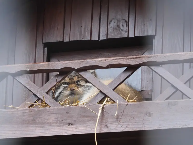 イジェフスク動物園（ウドムルト動物園）のアルタイの写真