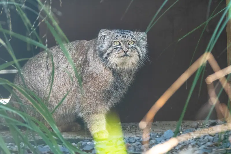 マヌルネコの写真