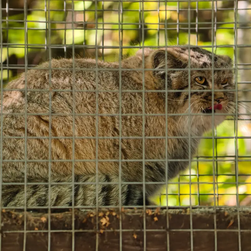 コシツェ動物園のアラニの子（2026年生まれ）Ⅰの写真