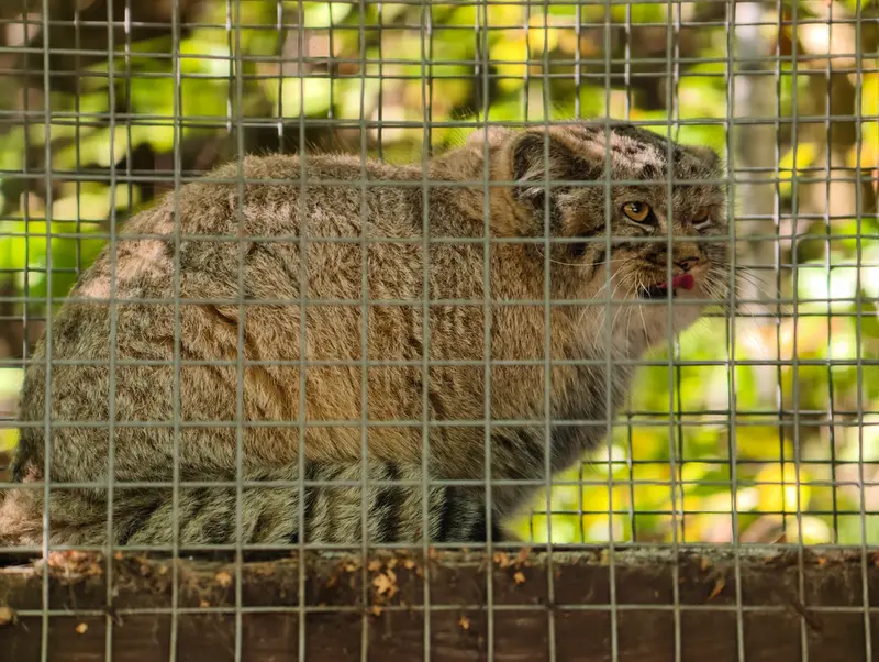 コシツェ動物園のアラニの子（2026年生まれ）Ⅰの写真