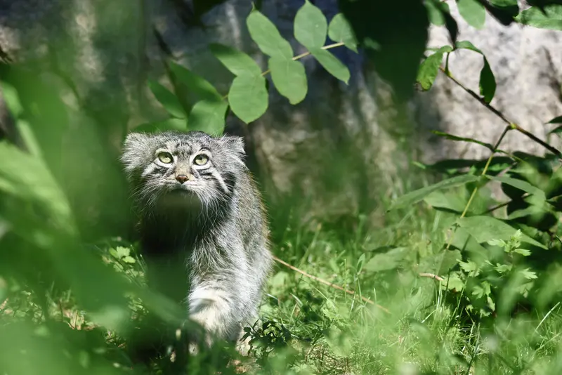 モスクワ動物園のティモフェイの写真