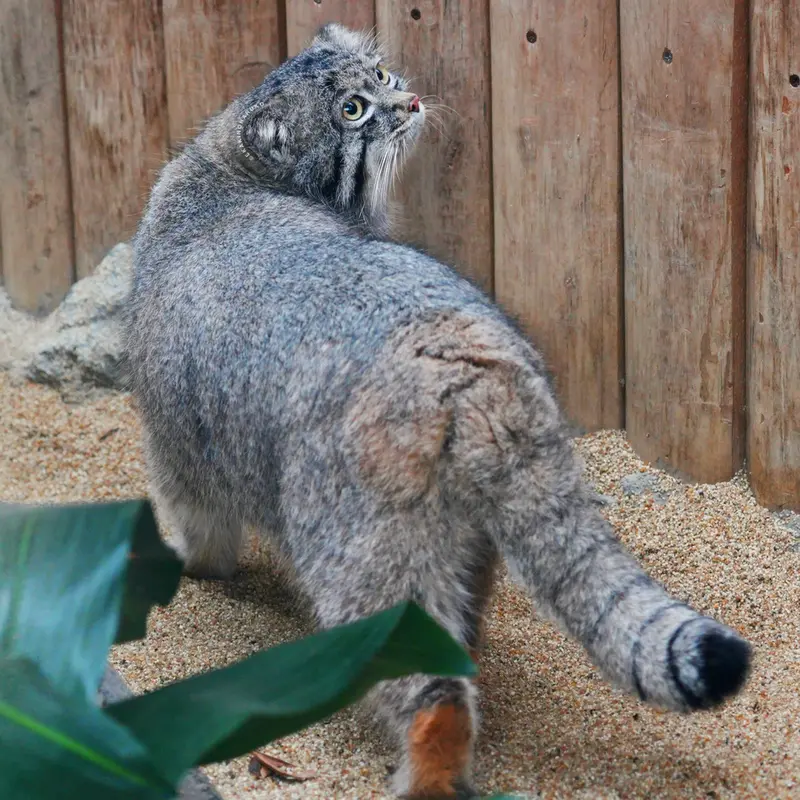 神戸どうぶつ王国のナルの写真