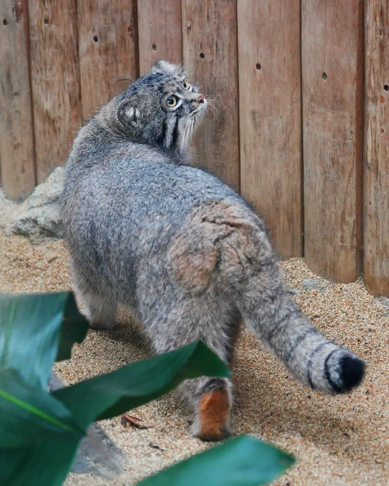 神戸どうぶつ王国のナルの写真