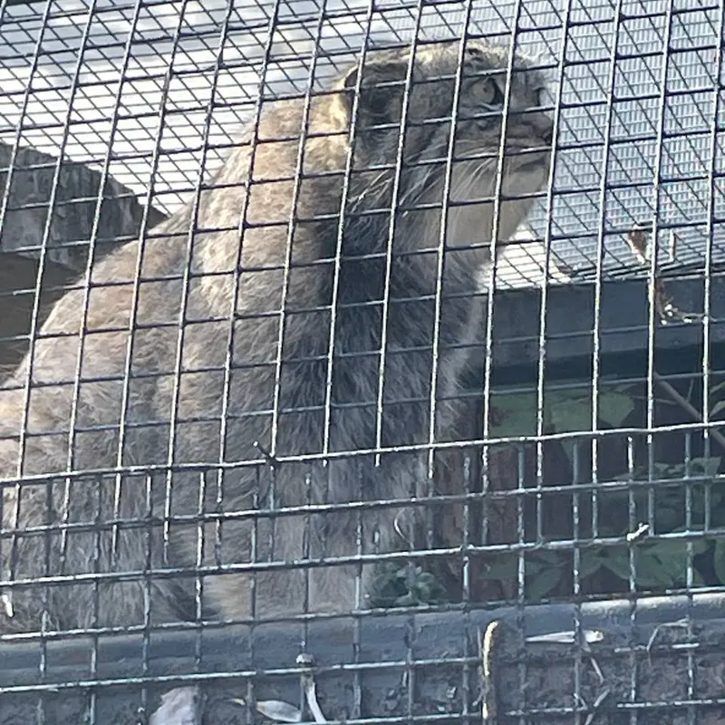 レニングラード動物園のシューの写真