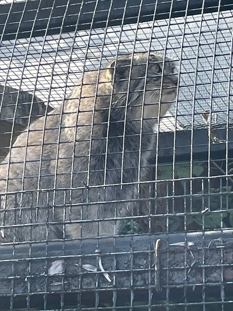 レニングラード動物園のシューの写真