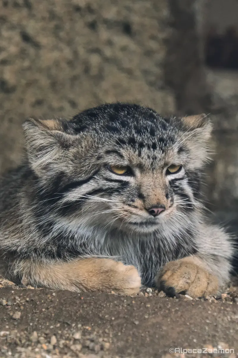 神戸どうぶつ王国のナゴムの写真