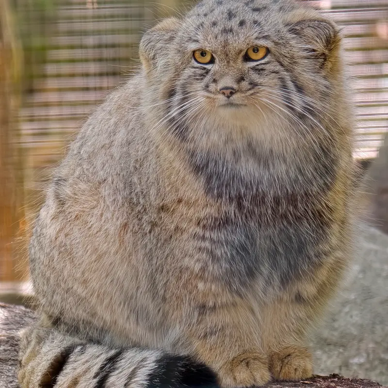 コシツェ動物園のアラニの子（2026年生まれ）Ⅱの写真