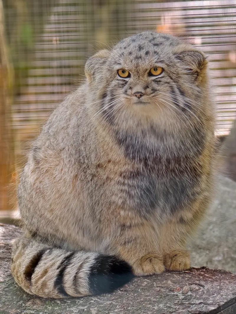 コシツェ動物園のアラニの子（2026年生まれ）Ⅱの写真