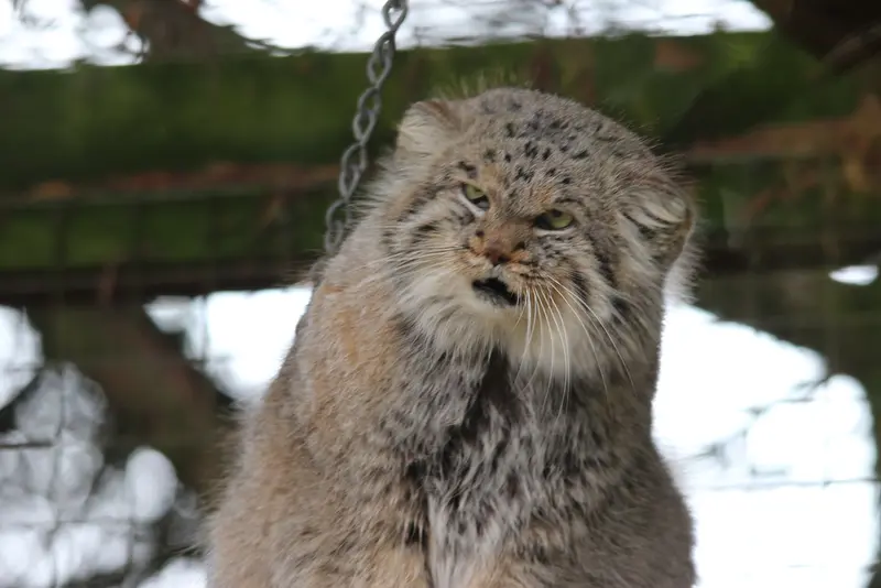 バナム動物園のバックの写真