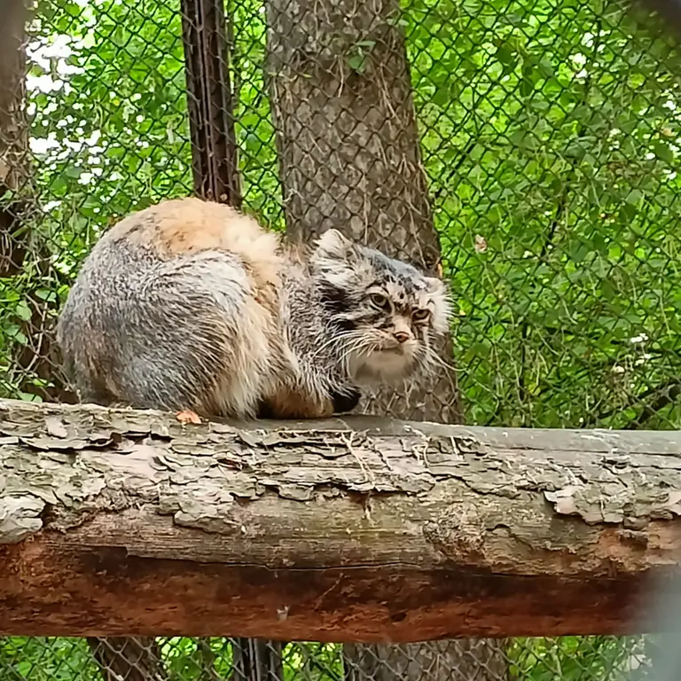 ノヴォシビルスク動物園のジョージの写真