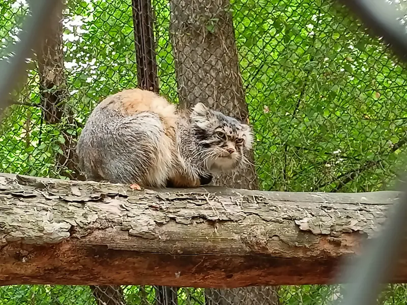 ノヴォシビルスク動物園のジョージの写真