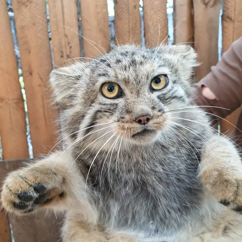 ヴロツワフ動物園のイェケの写真