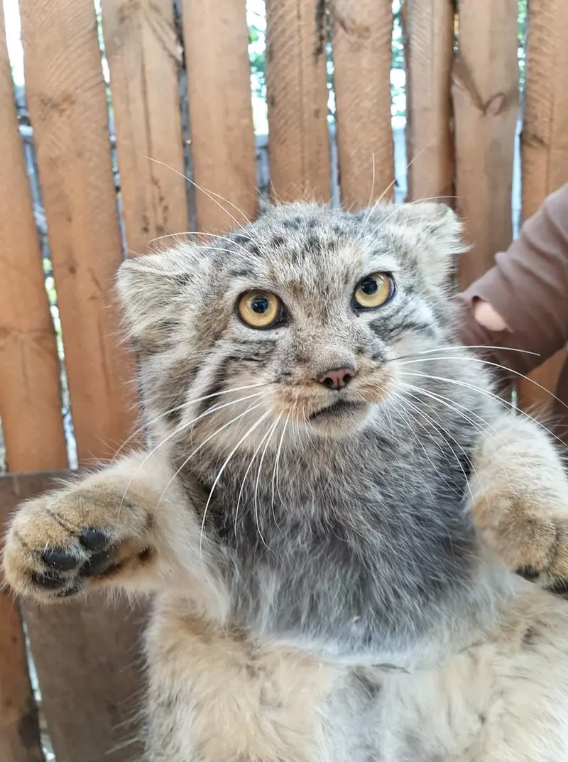 ヴロツワフ動物園のイェケの写真
