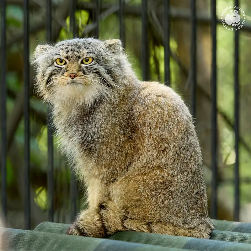 ノヴォシビルスク動物園のキムの写真