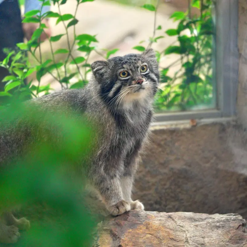 神戸どうぶつ王国のナルの写真
