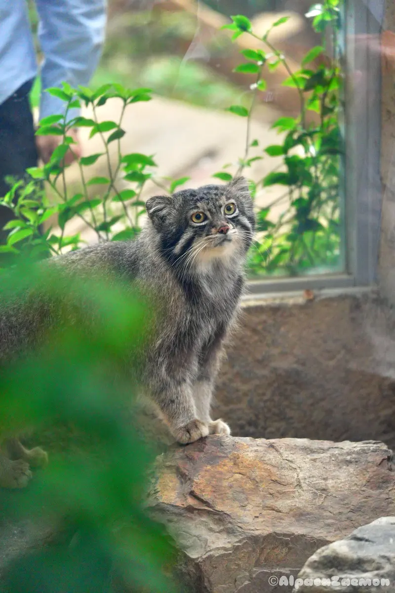 神戸どうぶつ王国のナルの写真