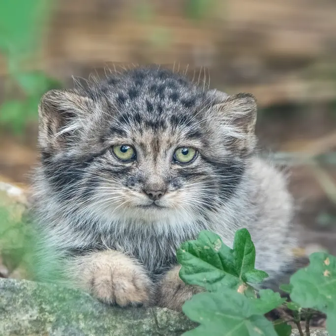 ブルノ動物園のマヌルネコの写真