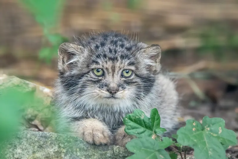 ブルノ動物園のマヌルネコの写真