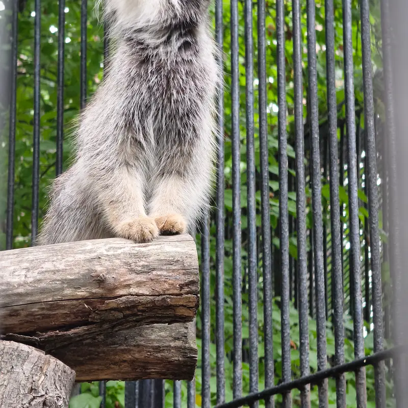 ノヴォシビルスク動物園のガビの写真