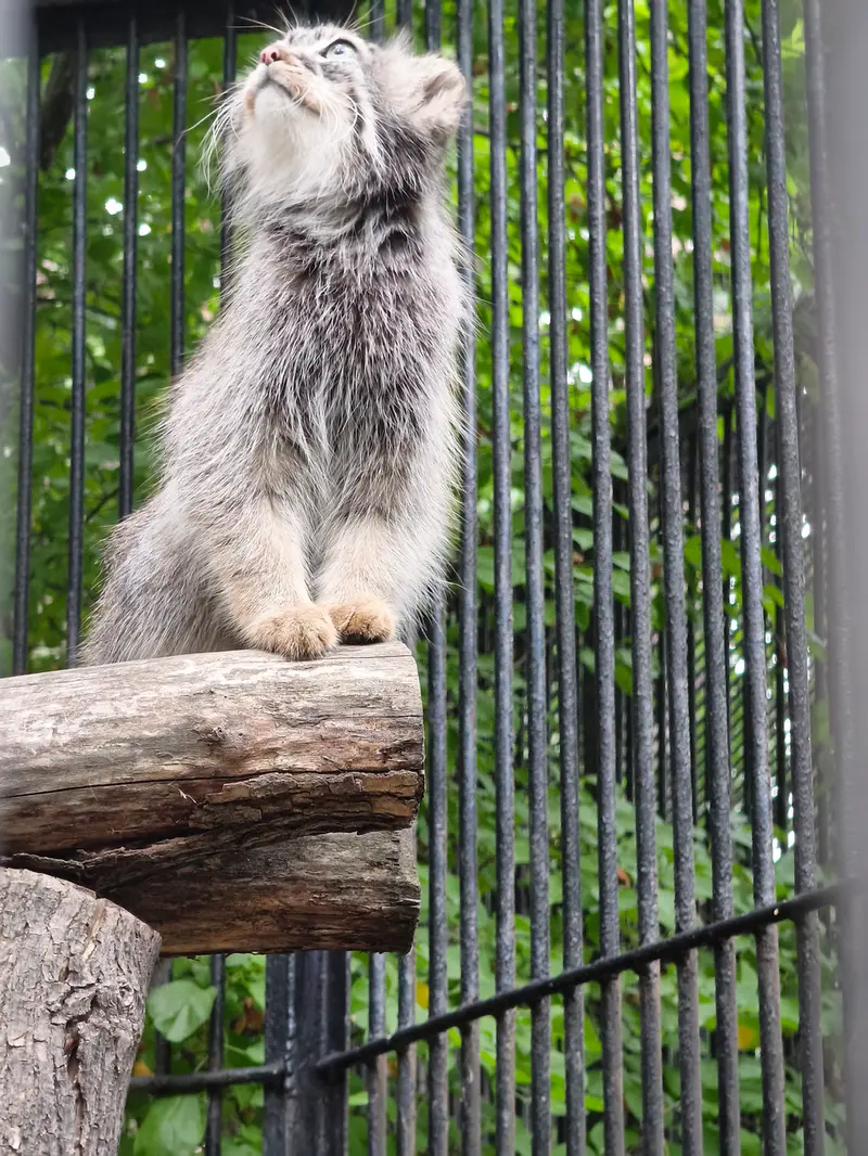 ノヴォシビルスク動物園のガビの写真