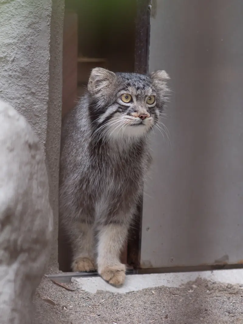 野毛山動物園のフィーガの写真