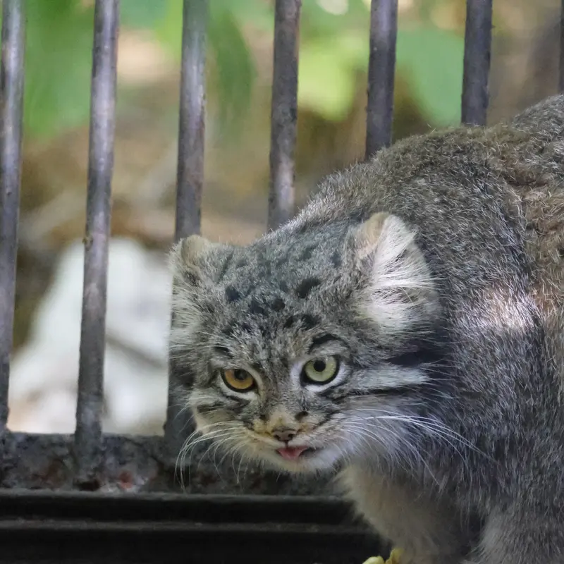 ノヴォシビルスク動物園のカトゥンの写真