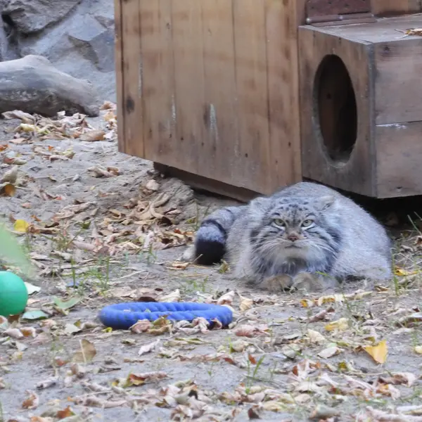 ノヴォシビルスク動物園のスネジンカの写真