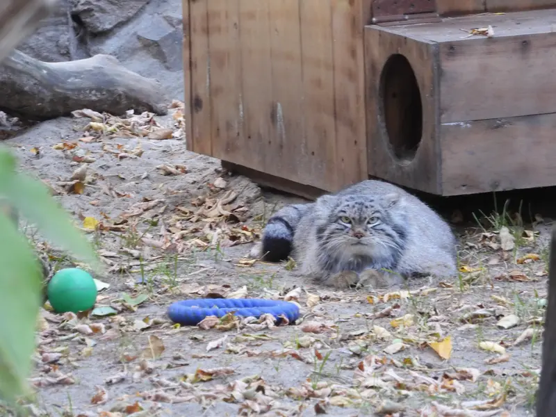 ノヴォシビルスク動物園のスネジンカの写真