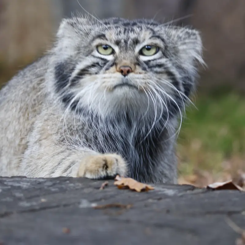 モスクワ動物園のティモフェイの写真