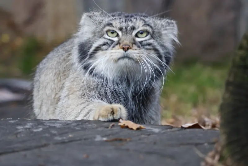 モスクワ動物園のティモフェイの写真