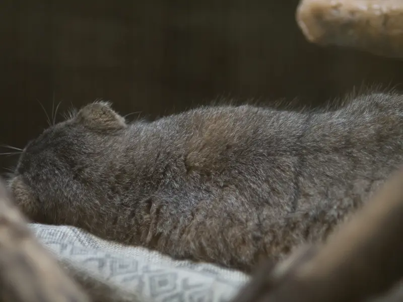 恩賜上野動物園のプリームラの写真