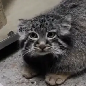 マヌルネコの写真
