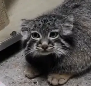 マヌルネコの写真