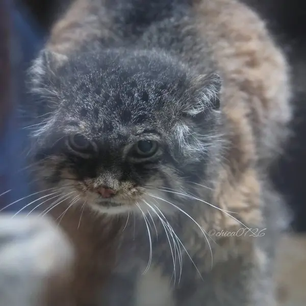 恩賜上野動物園のドローの写真