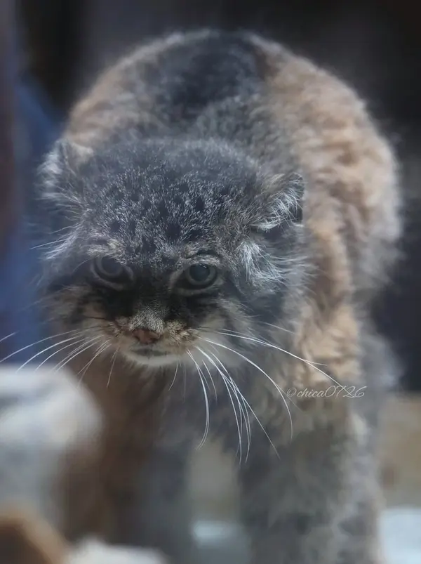 恩賜上野動物園のドローの写真