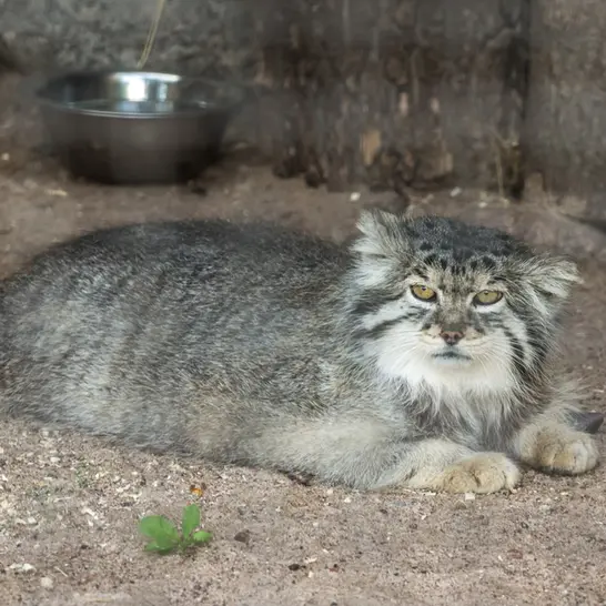 レニングラード動物園のスノークの写真