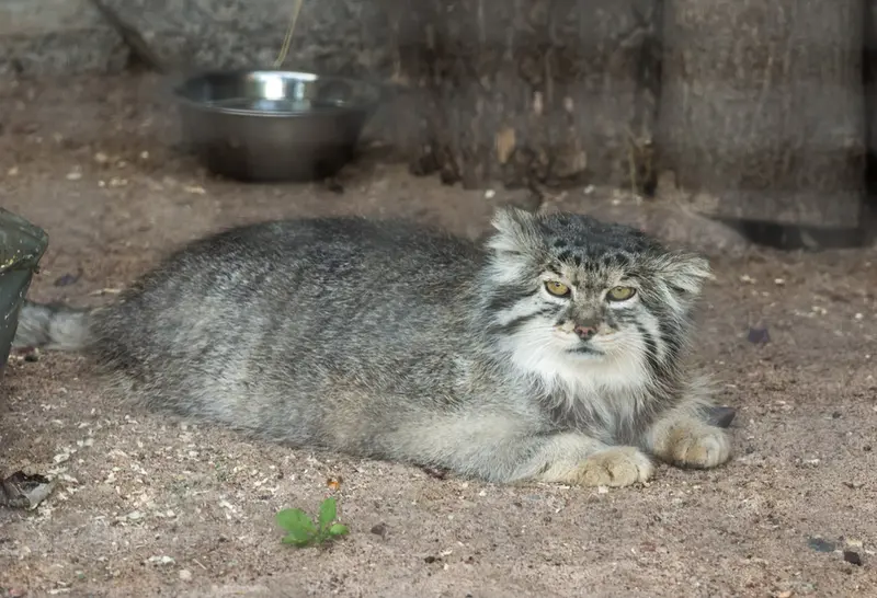 レニングラード動物園のスノークの写真
