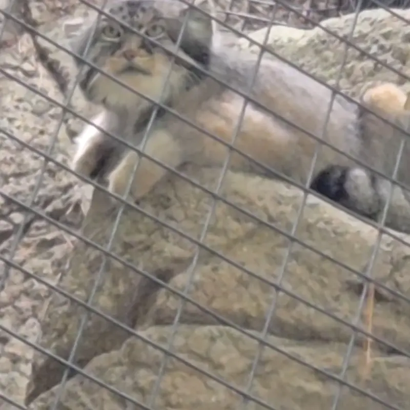 シンシナティ動物園のマヌルネコの写真