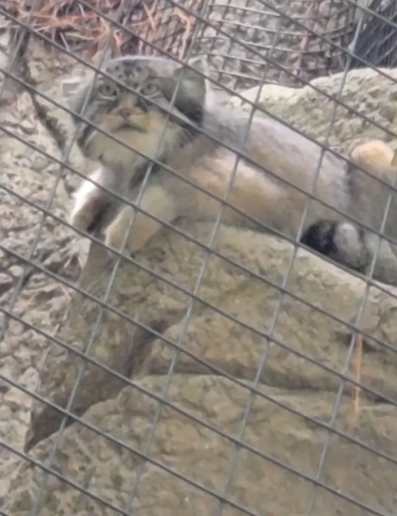シンシナティ動物園のマヌルネコの写真