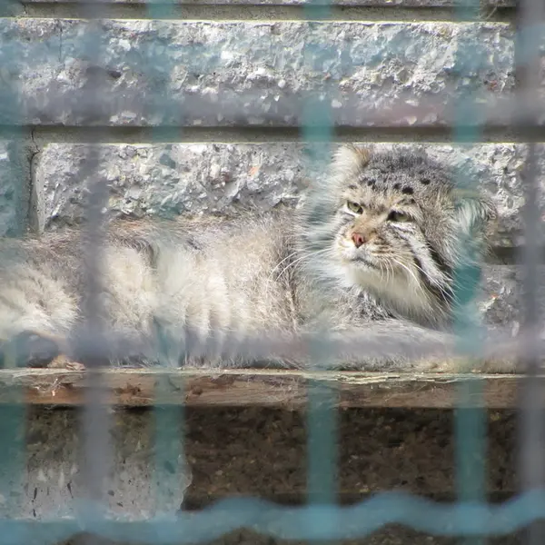 マクデブルク動物園のジョナサンの写真