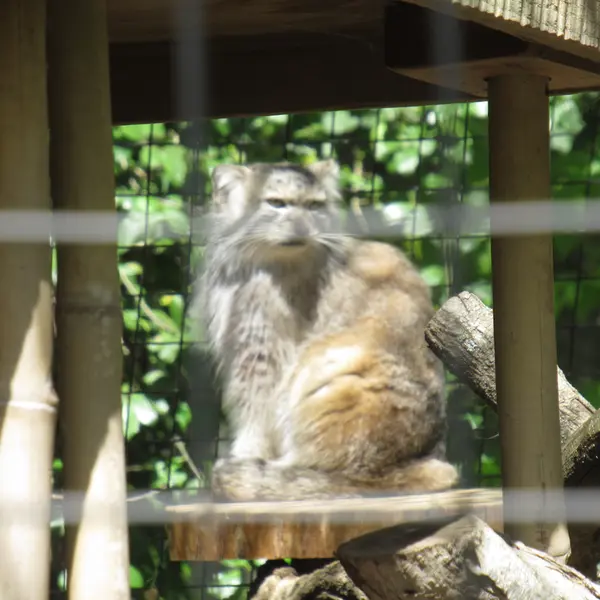 スミソニアン国立動物園のセバとアカルの写真