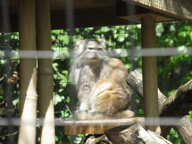 スミソニアン国立動物園のセバとアカルの写真