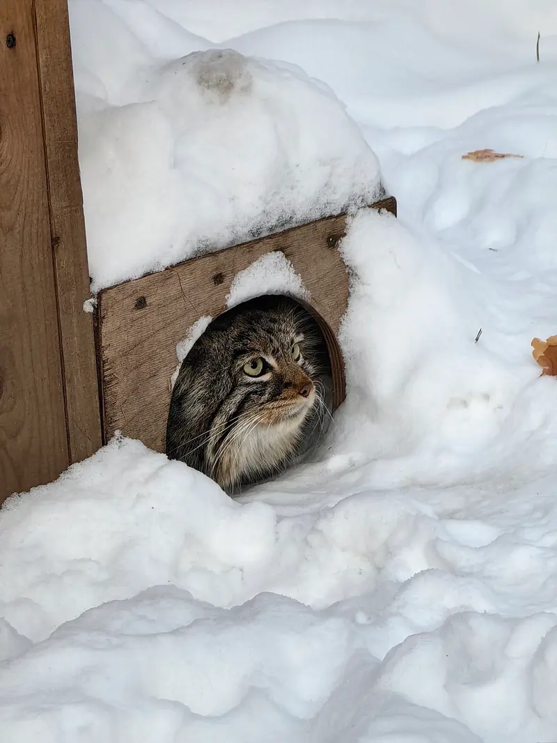 ノヴォシビルスク動物園のゾーシャの写真