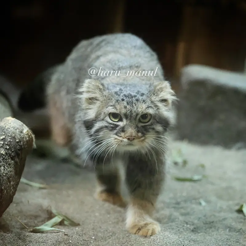 恩賜上野動物園のサフランの写真