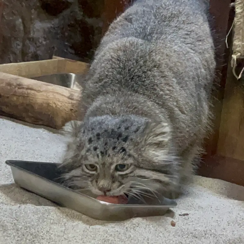 恩賜上野動物園のクリョンの写真