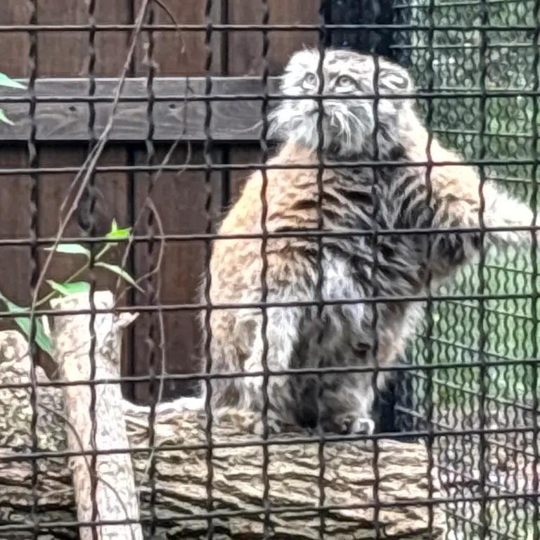 ワルシャワ動物園のジェシーの写真